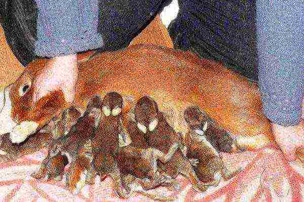Крольчиха кормит крольчат