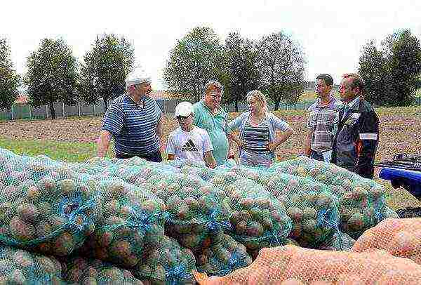 Белорусские сорта картофеля