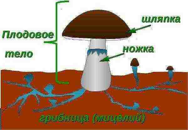 Строение шляпочного гриба