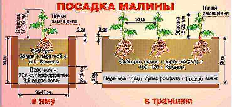 малина империал посадка и уход в открытом грунте для новичков
