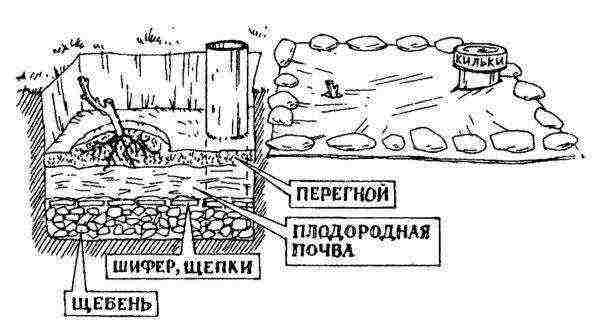как выращивать виноград изабелла в средней полосе россии