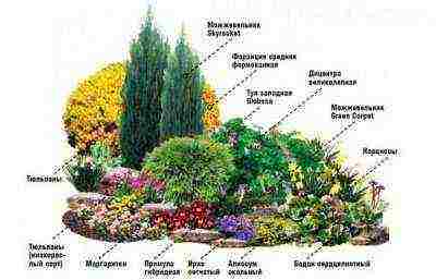 можжевельник горизонтальный уход и посадка и уход в открытом грунте