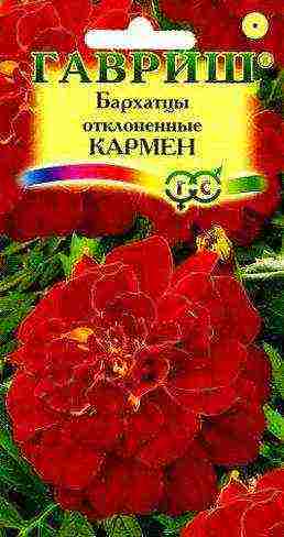 бархатцы как сидерат посадка и уход в открытом грунте