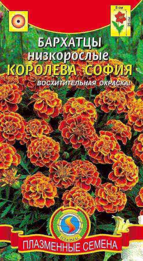 бархатцы как сидерат посадка и уход в открытом грунте