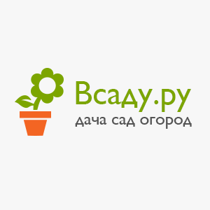 хризантема садовая посадка и уход в открытом грунте