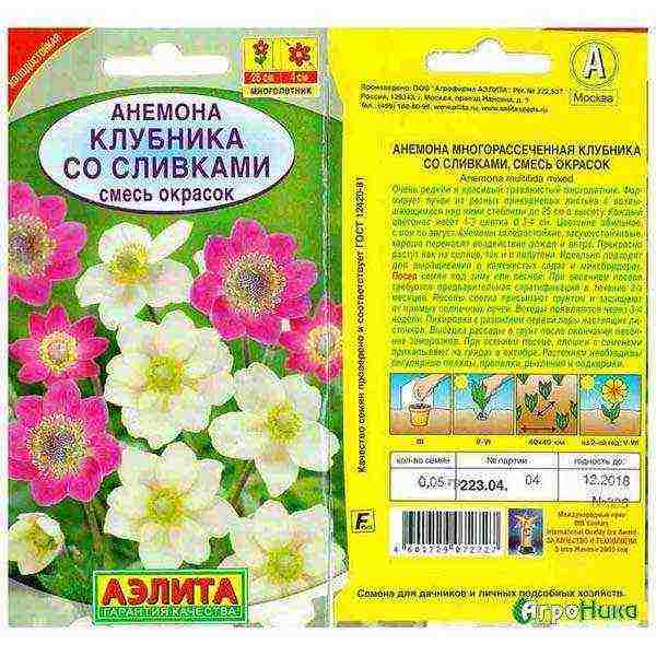 как выращивать анемоны в домашних условиях
