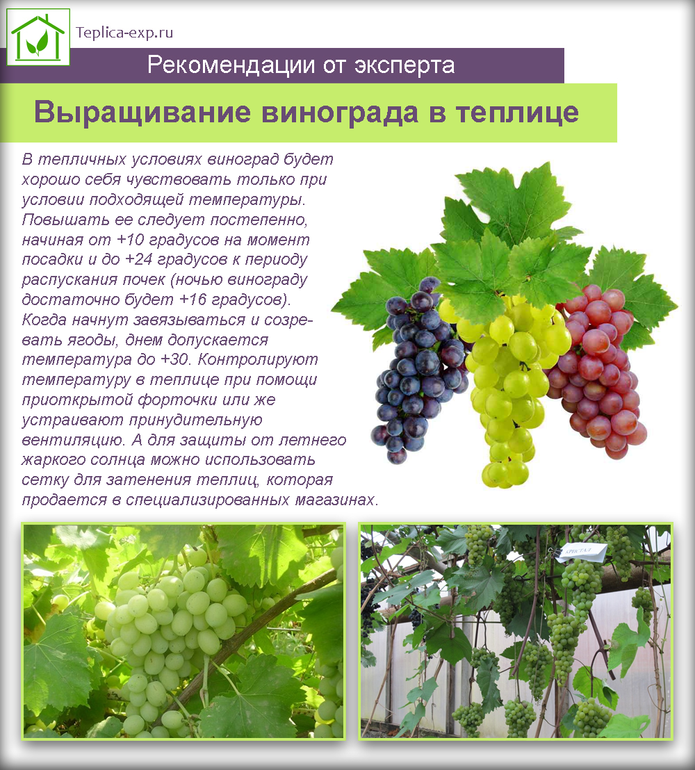 как выращивать виноград в теплице из поликарбоната