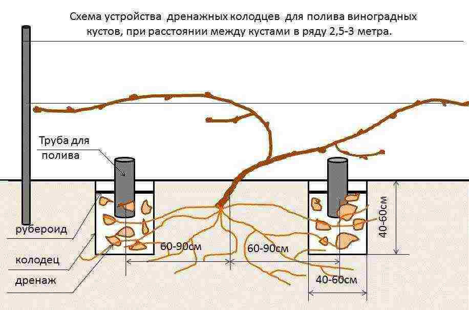 как выращивать виноград в теплице из поликарбоната
