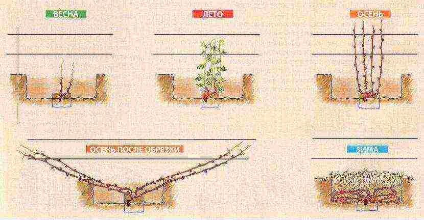 как выращивать виноград в теплице из поликарбоната