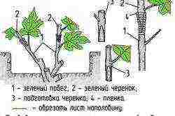 как выращивать виноград в теплице из поликарбоната