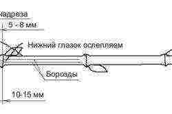 как выращивать виноград в теплице из поликарбоната