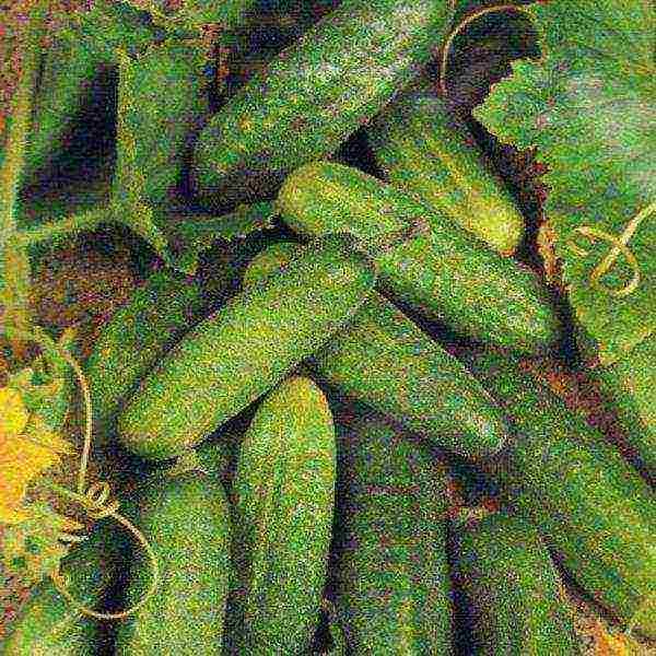 кустовые огурцы лучшие сорта