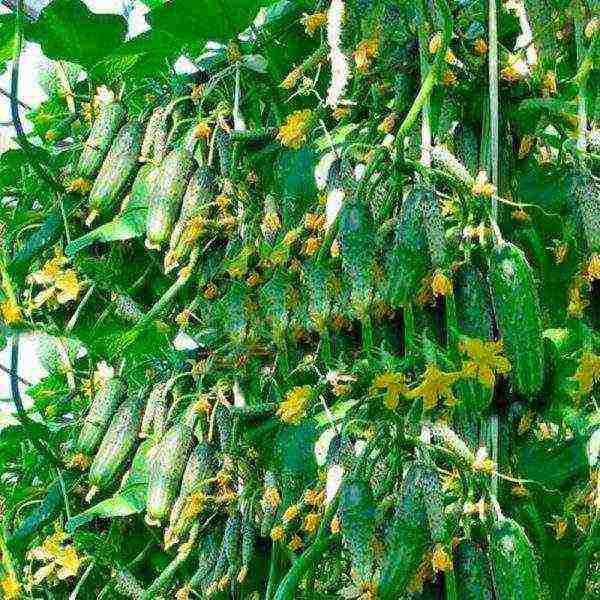 кустовые огурцы лучшие сорта