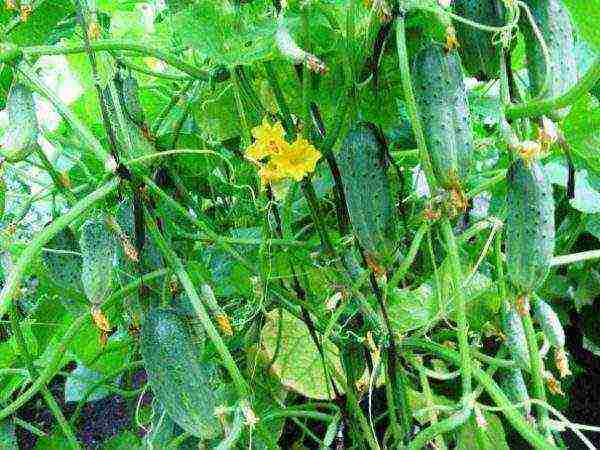 кустовые огурцы лучшие сорта