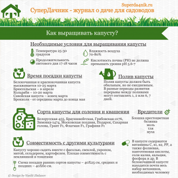 лучшие засолочные сорта капусты