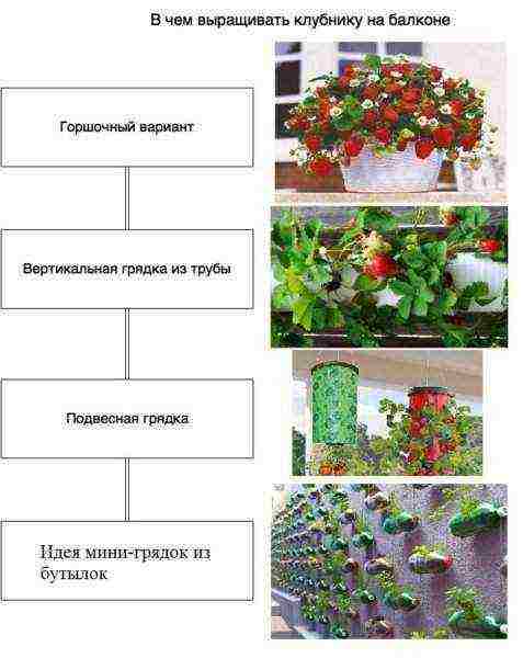 можно ли клубнику выращивать в пластиковых бутылках