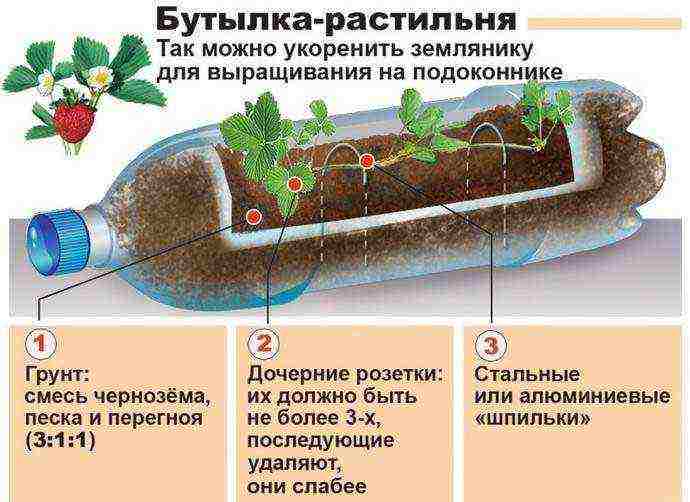 можно ли клубнику выращивать в пластиковых бутылках