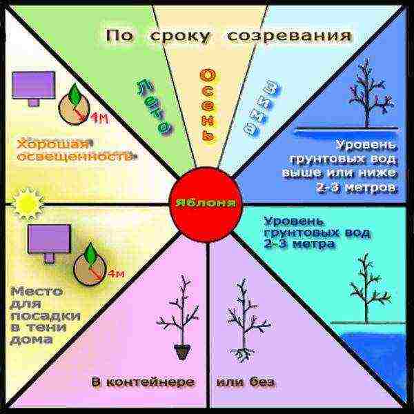 10 сортов лучших яблонь