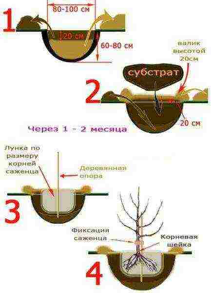 10 сортов лучших яблонь