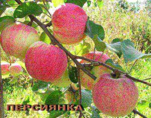 10 сортов лучших яблонь