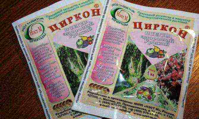 как правильно выращивать комнатные цветы из семян в домашних условиях