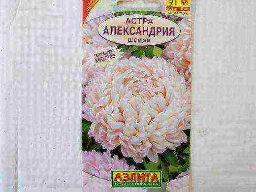 самый лучший сорт астры