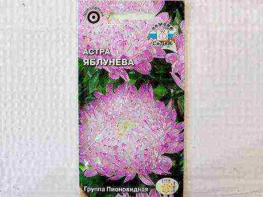 самый лучший сорт астры