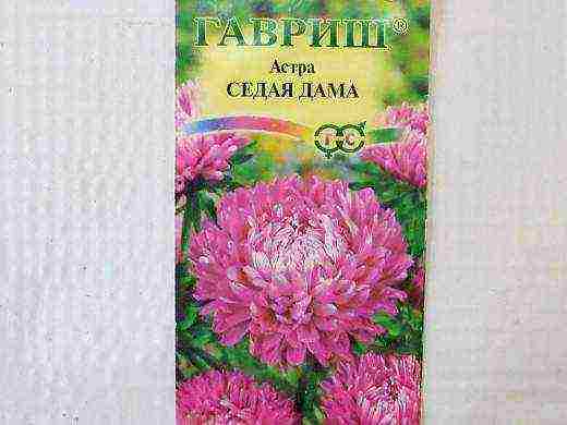самый лучший сорт астры