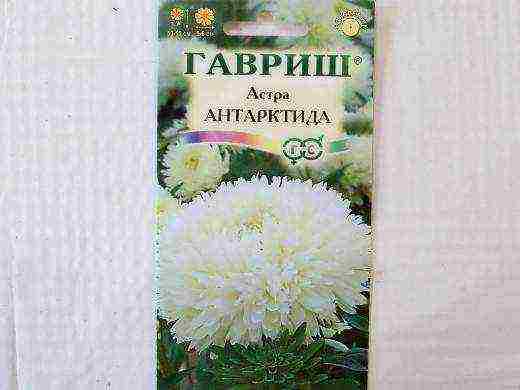 самый лучший сорт астры