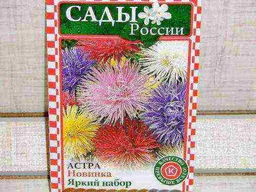 самый лучший сорт астры