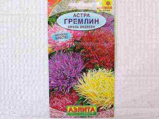 самый лучший сорт астры
