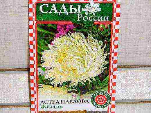 самый лучший сорт астры