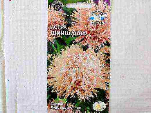 самый лучший сорт астры
