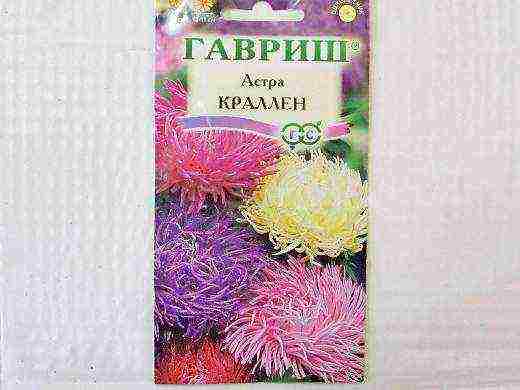 самый лучший сорт астры