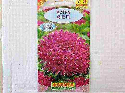 самый лучший сорт астры