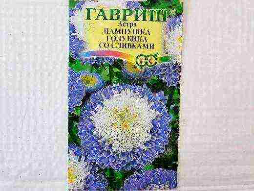 самый лучший сорт астры