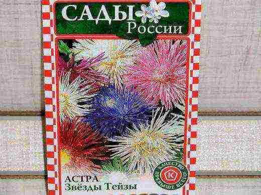 самый лучший сорт астры