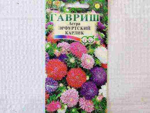 самый лучший сорт астры