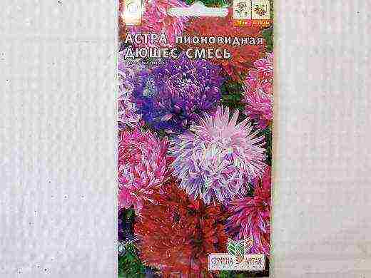 самый лучший сорт астры