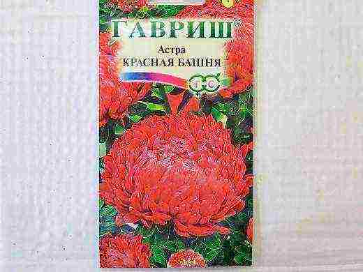 самый лучший сорт астры