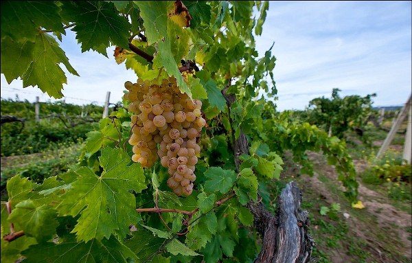 виноград на кубани лучшие сорта