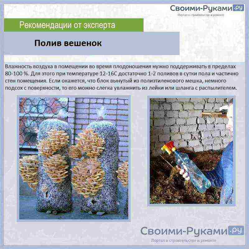 как правильно в домашних условиях выращивать грибы вешенки в