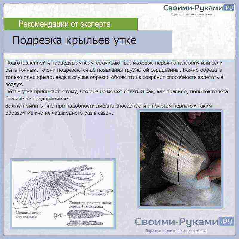 как выращивать индоуток в домашних условиях чертежи