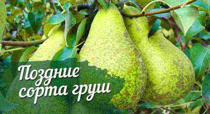 лучшие сорта груш поздних