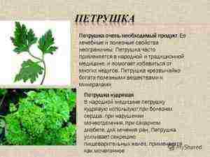 какой сорт петрушки лучше