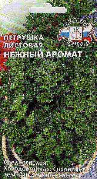 какой сорт петрушки лучше
