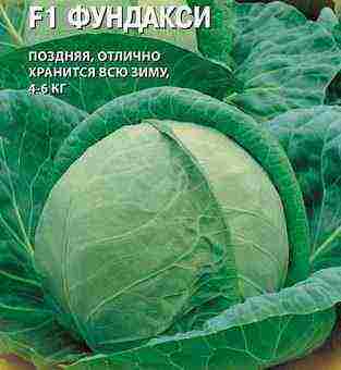 лучшие голландские сорта капусты
