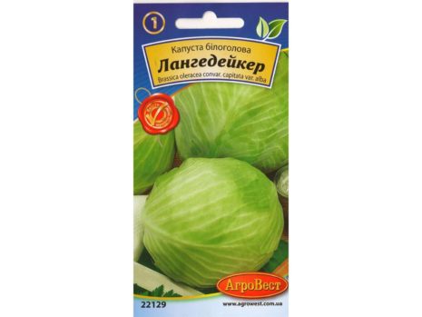 лучшие голландские сорта капусты