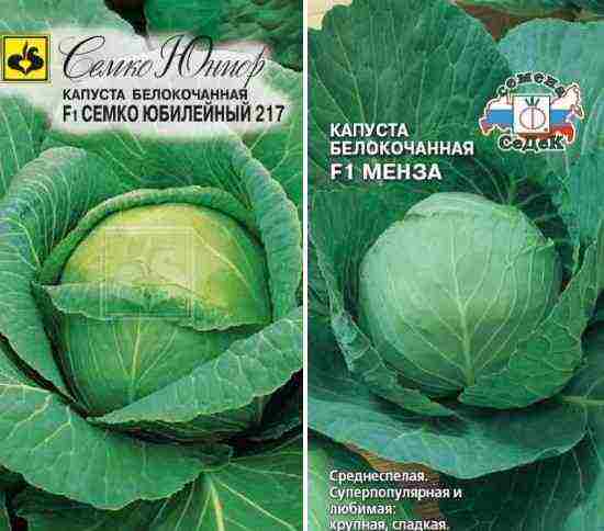 лучшие голландские сорта капусты