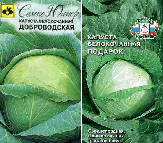лучшие голландские сорта капусты